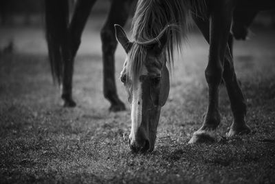 Horse grazing in field