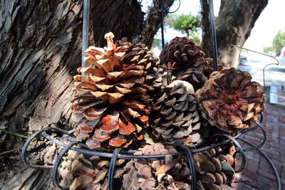 Close-up of pine cone