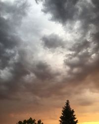 Low angle view of tree against dramatic sky
