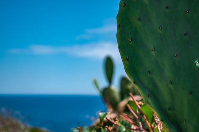 View on the sea in puglia