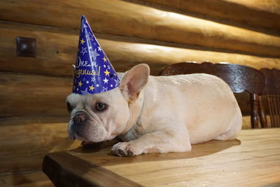 Close-up of dog lying down on floor