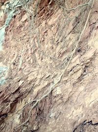 Full frame shot of tree trunk