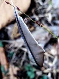 Close-up of butterfly on dry plant