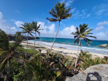 Palm trees on beach against sky