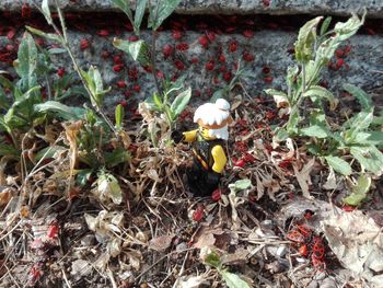 High angle view of bird on plant