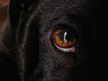 Close-up portrait of horse