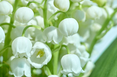 Close-up of white flowering plants