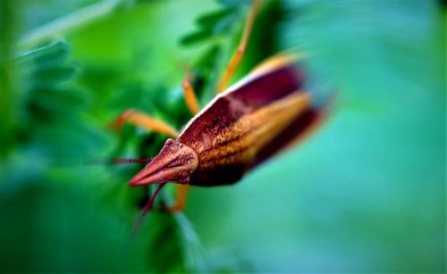 Close-up of insect on leaf