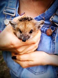 Midsection of woman holding hedgehog