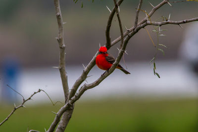 Bird perching on a branch