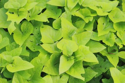 Full frame shot of green leaves