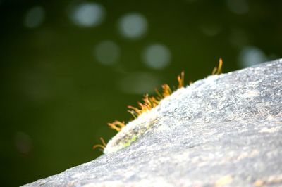 Close-up of plant against blurred background
