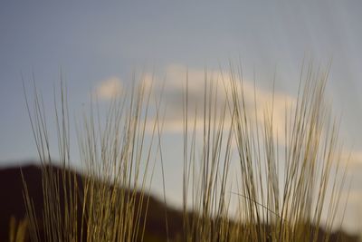 Close-up of stalks in field against sky