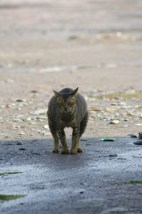 Portrait of cat sitting on road