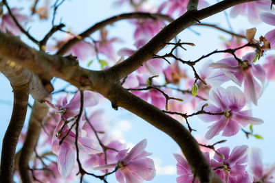 Low angle view of cherry blossoms on tree