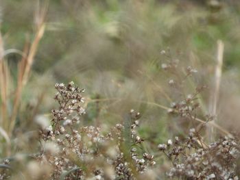 Close-up of flowering plant on field