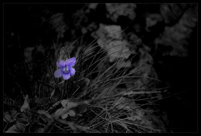 Close-up of purple flowers blooming in field