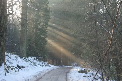 Snow covered trees in forest