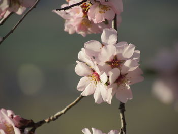 Close-up of white flowers on branch