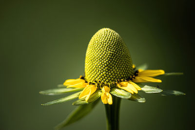 Close-up of yellow flower against white background