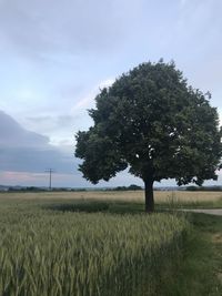 Tree on field against sky