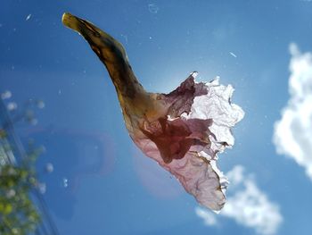 Close-up of dead fish in the sea