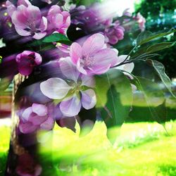 Close-up of purple flowers