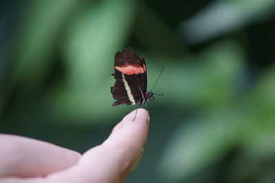 Close-up of butterfly on person finger