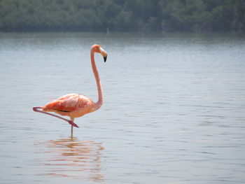 Close-up of bird in lake