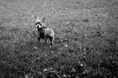 Dog on field