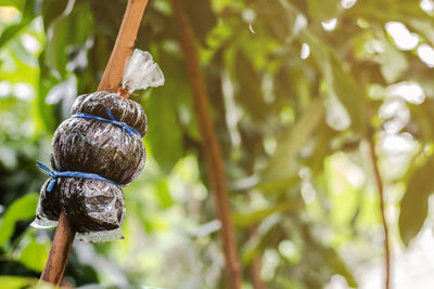 Close-up of snail on tree