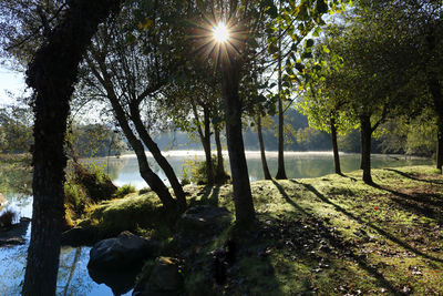 Trees on landscape against sky