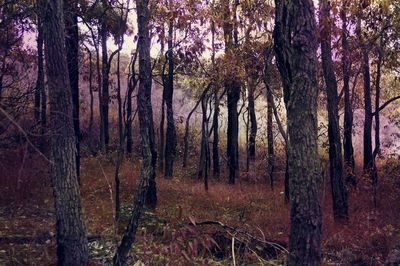 Trees in forest