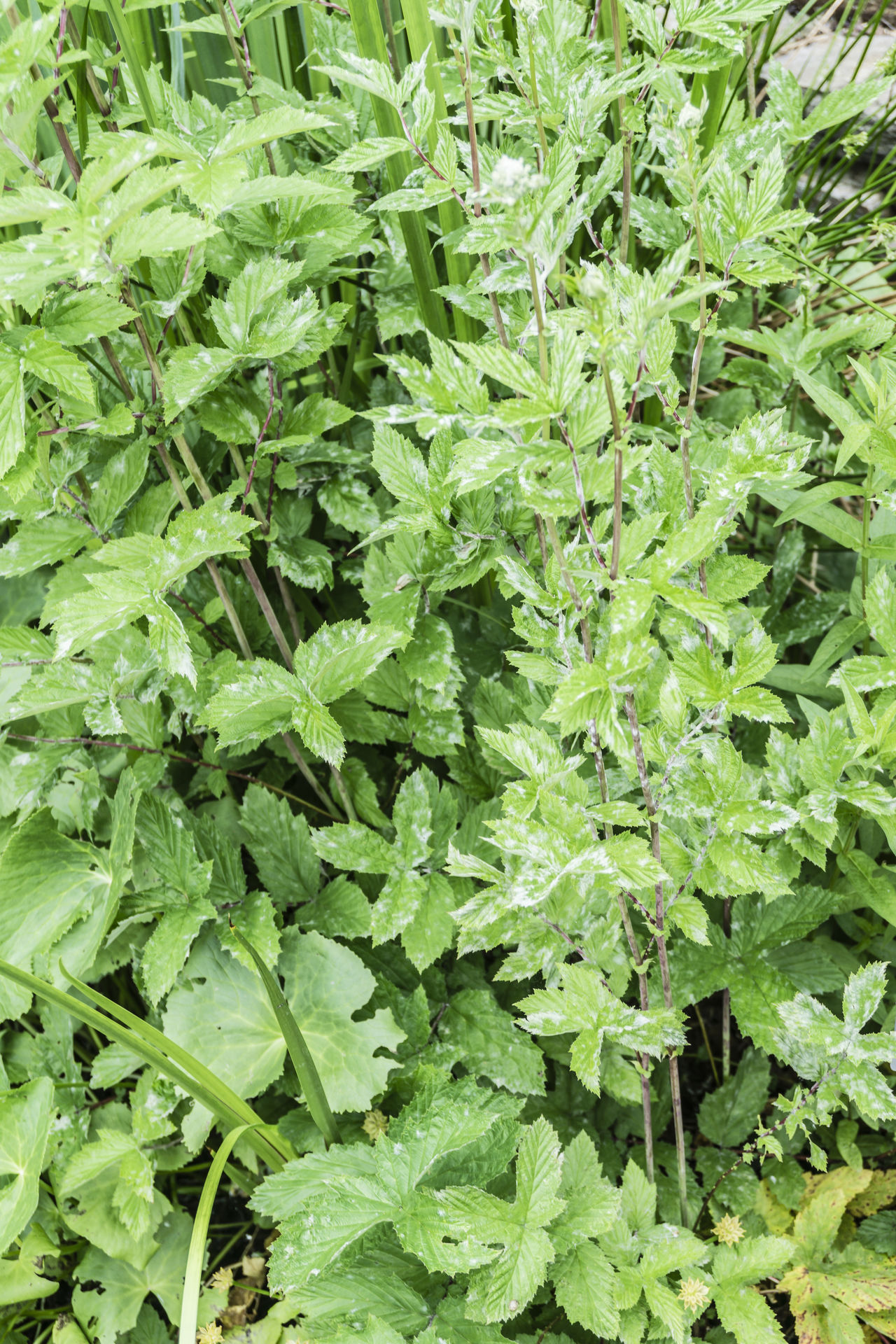 Lythrum salicaria