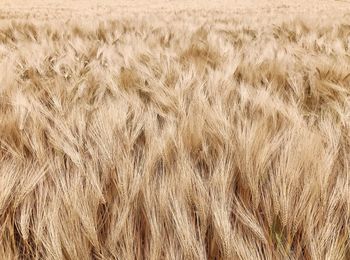 Full frame shot of wheat field