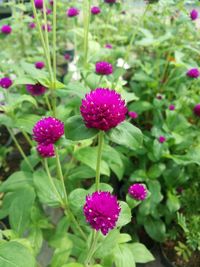 Close-up of flowers blooming outdoors