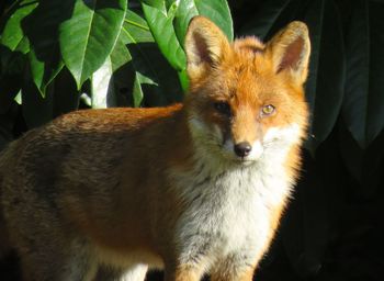 Close-up portrait of an urban fox