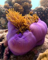 Close-up of jellyfish swimming in sea