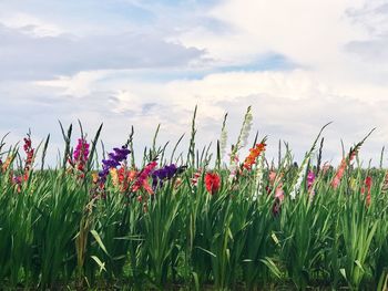 Close-up of poppies blooming on field against sky