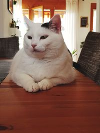 Cat sitting on table at home