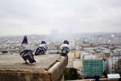 Close-up of birds perching on cityscape against sky