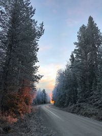 Road amidst trees against sky during winter