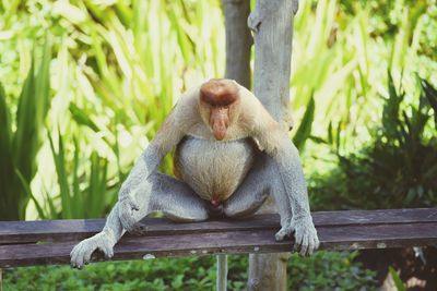 Monkey sitting on wood