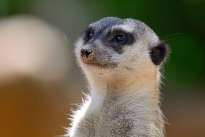 Close-up of mongoose