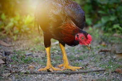 Close-up of chicken on field