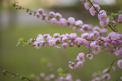 Close-up of pink cherry blossoms in spring