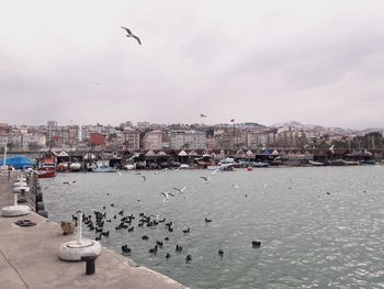 Seagulls flying over sea against buildings in city