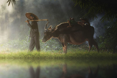 Buffalo  standing on field