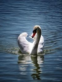 Swan swimming in lake