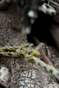 Close-up of tree trunk